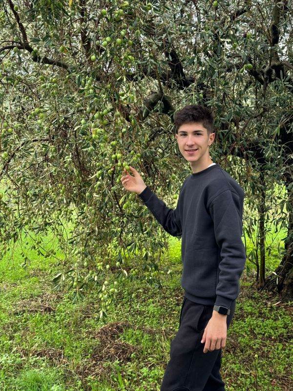 D'Olive: Prima livadă de măslini românească este, de astăzi, în Creta